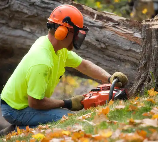 tree services Arenas Valley